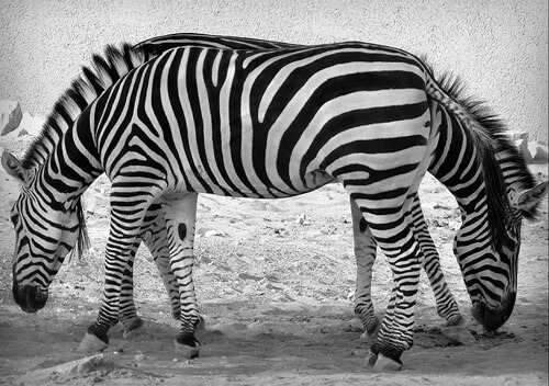 Optical Illusion Photography