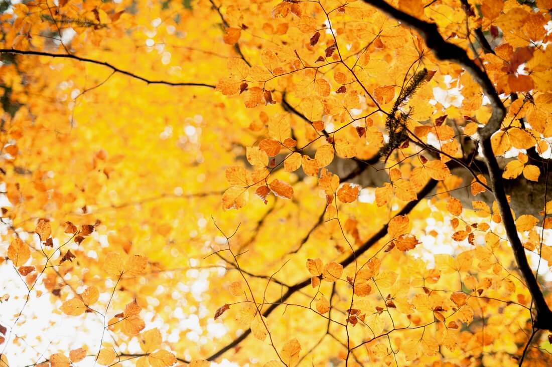 MaxPower0815 - autumn moments….
