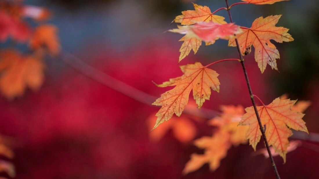 Greg David - Lakeshore’s Fall