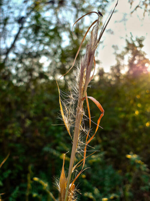 Rim Light