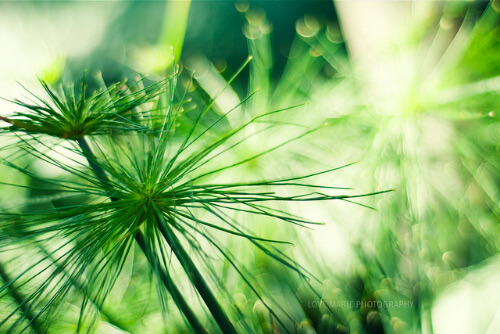 One Color Dominate Photography
