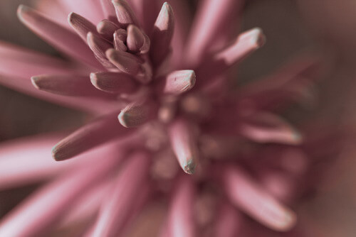 One Color Dominate Photography
