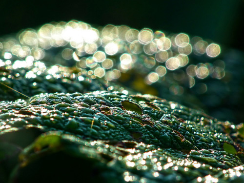 One Color Dominate Photography