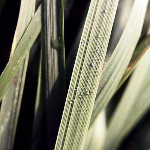 One Color Dominate Photography