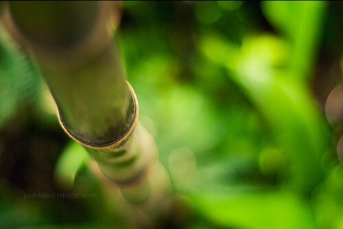 One Color Dominate Photography