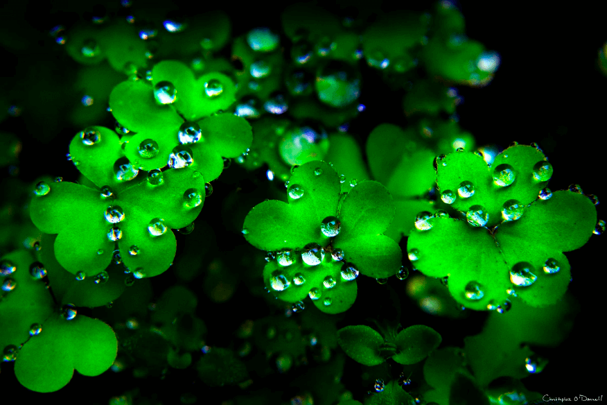 Christopher O’Donnell - Clover