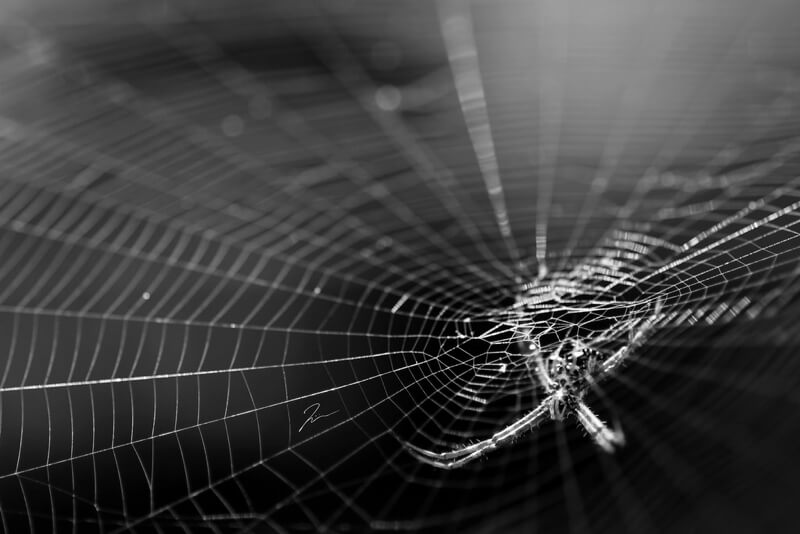 spider web