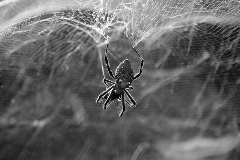 spider web