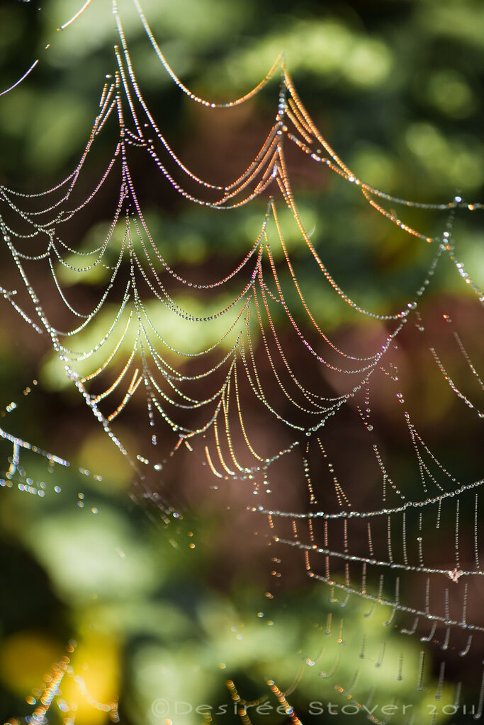 spider web