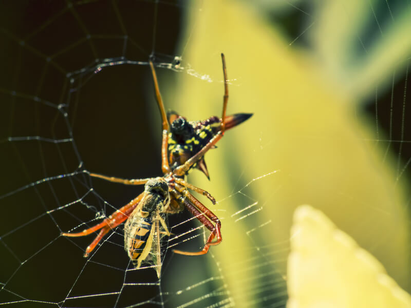 spider web
