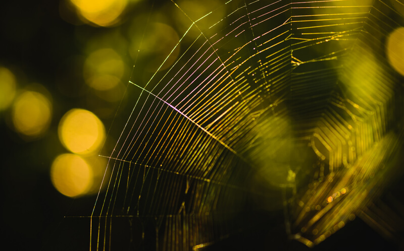 spider web