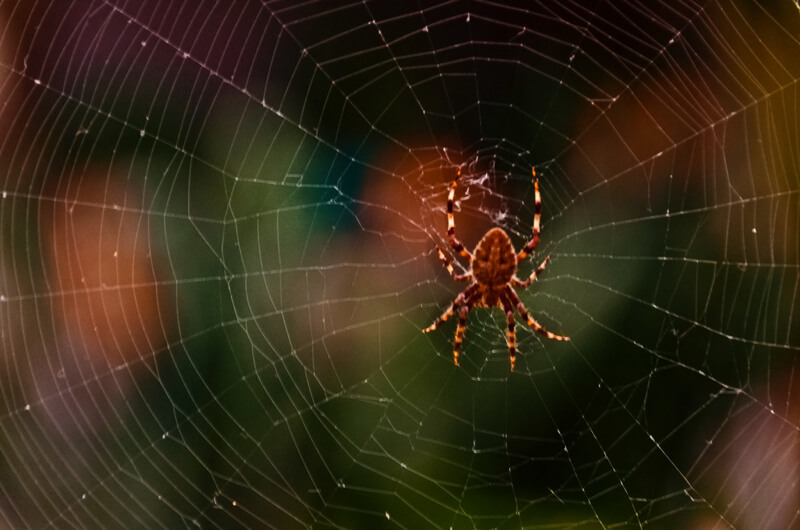 spider web