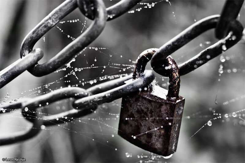 spider web
