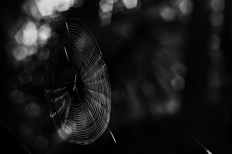 spider web
