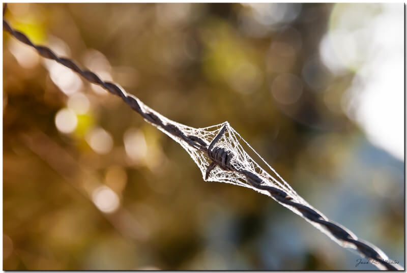 spider web