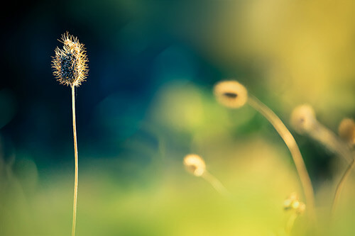 Fine Art Photography by Diane Varner