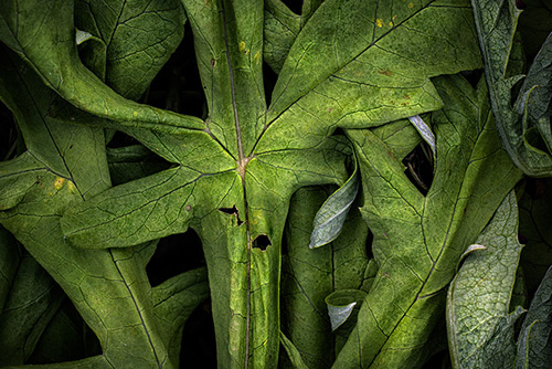 Fine Art Photography by Diane Varner