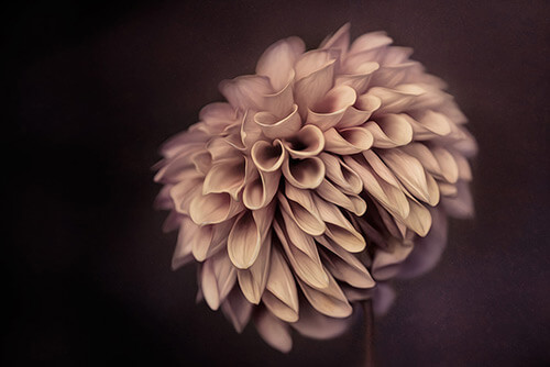Fine Art Photography by Diane Varner