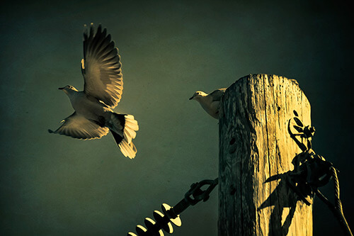 Fine Art Photography by Diane Varner