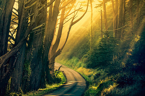 Fine Art Photography by Diane Varner