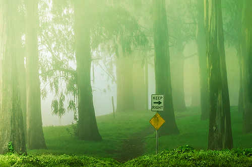 Fine Art Photography by Diane Varner