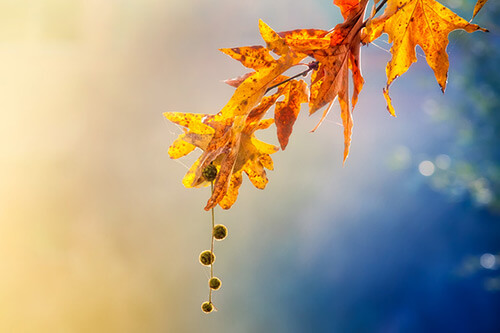 Fine Art Photography by Diane Varner