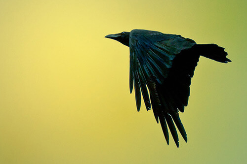 Fine Art Photography by Diane Varner