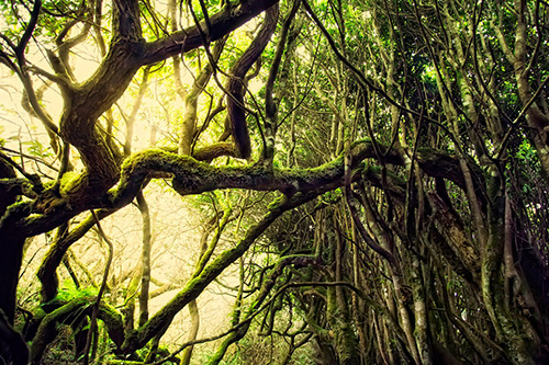 Fine Art Photography by Diane Varner