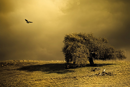 Fine Art Photography by Diane Varner