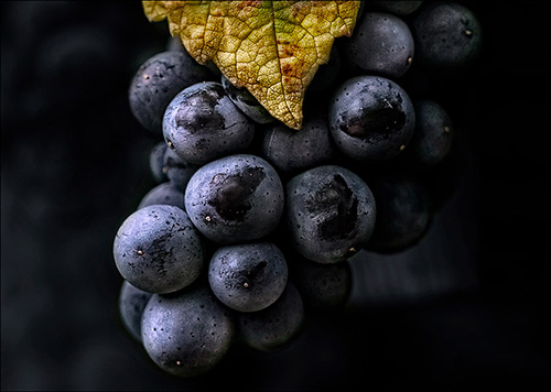 Fine Art Photography by Diane Varner
