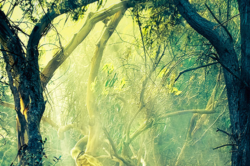 Fine Art Photography by Diane Varner