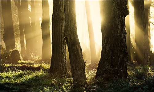 Fine Art Photography by Diane Varner