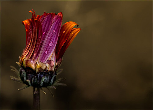 Fine Art Photography by Diane Varner