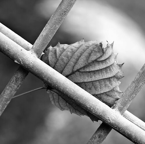 fence photography fence photography