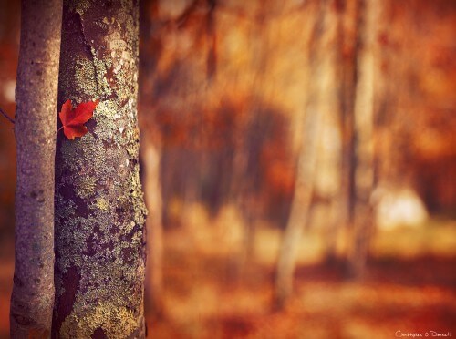 Autumn’s Bloom