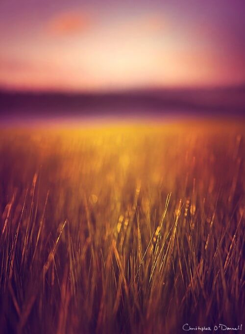 stillness_of_summer1