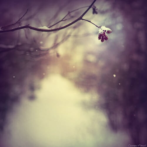 Winter’s Light