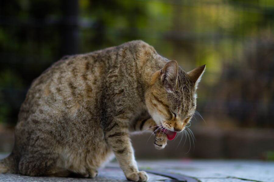 Takashi Hososhima - A cat grooming