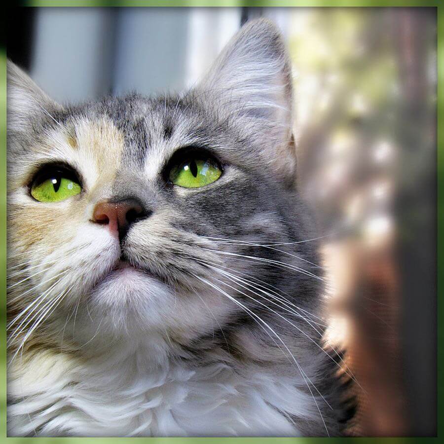 Trish Hamme - “The cat is nature’s Beauty.” - French Proverb