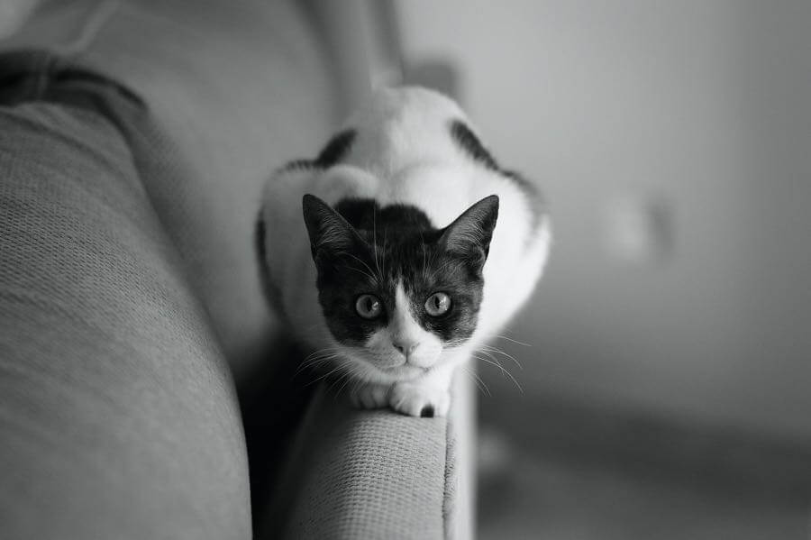 Faris Algosaibi - Cat Portrait