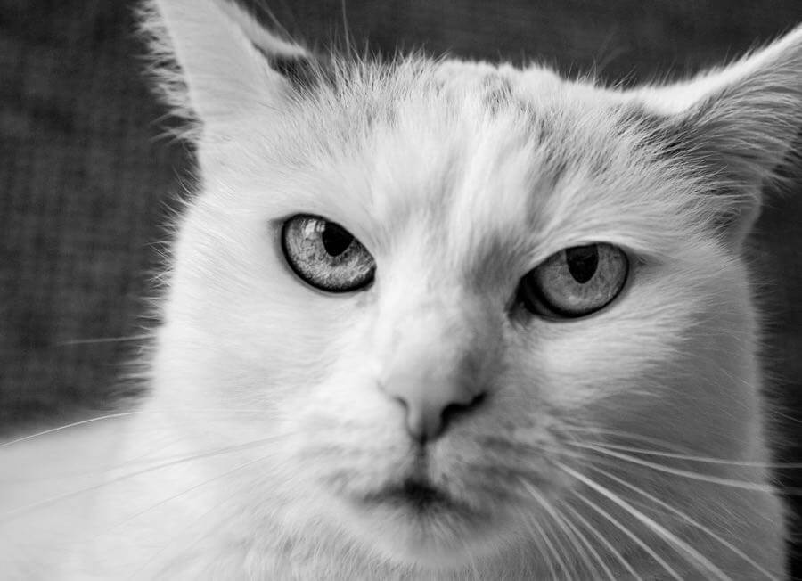 Norbert Eder - Grumpy Cat