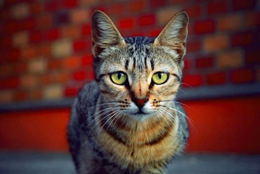 Jimmy B - Cat