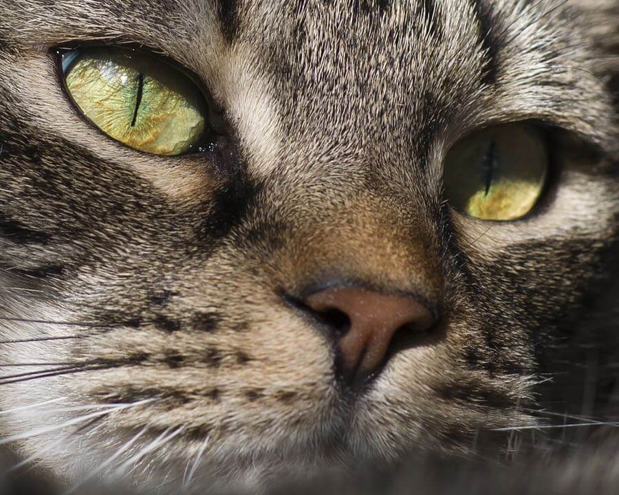 Barbara Willi - cat