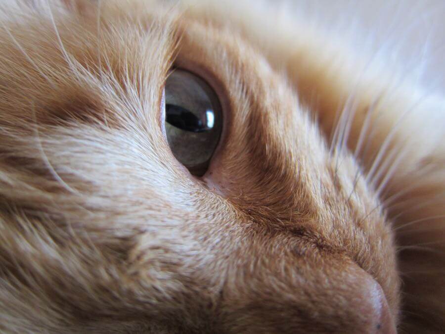 Ana Sofia Guerreirinho - Sunny’s Eye