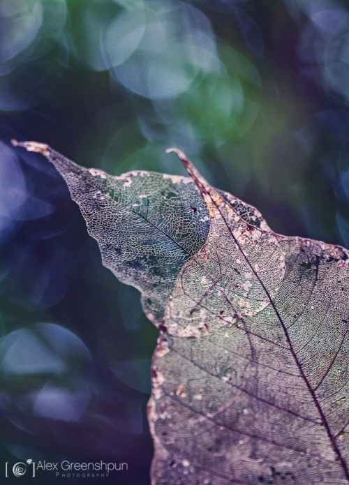 Memory-leaf-song-of-past-900