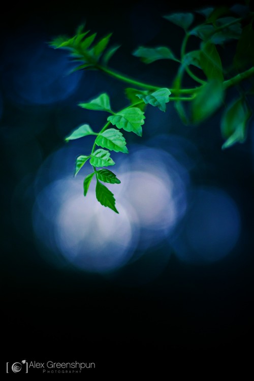 Moonshine-leaves-1-900