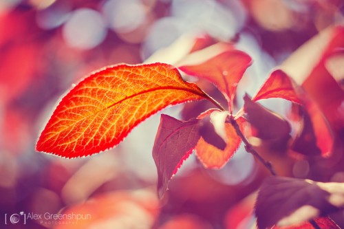 Sunstruck-leaf-900
