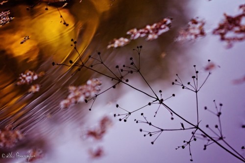 autumn-reflections-3-1-900