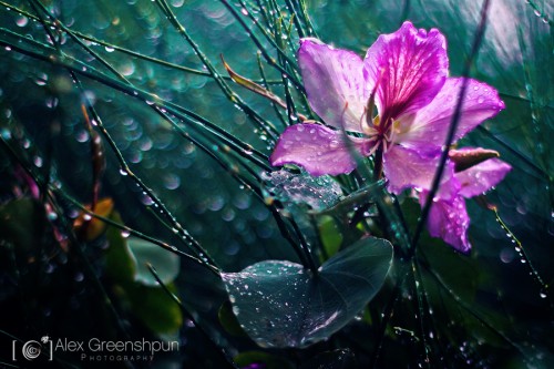 bauhinia-hiding-from-rain-900