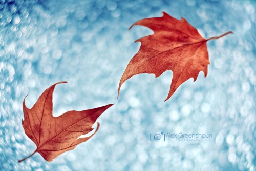 catch-me-if-i-fall-creation-of-autumn-2-900